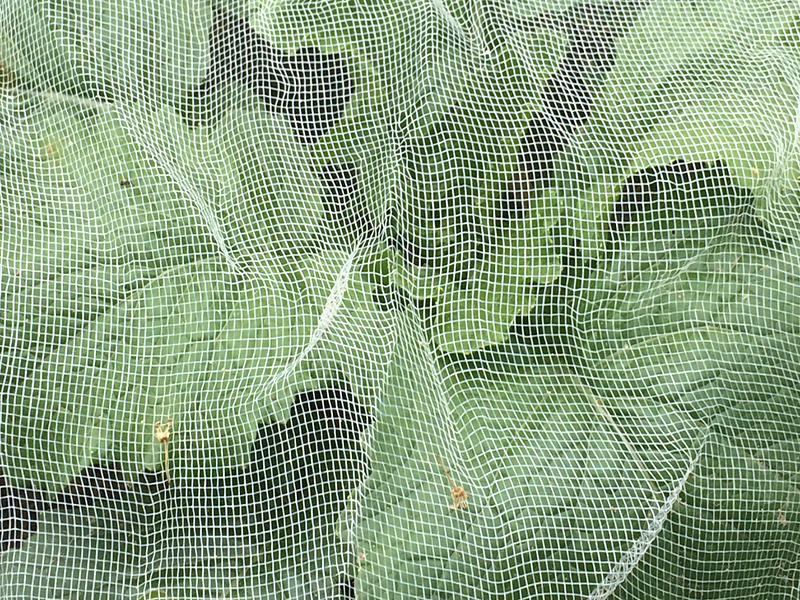 Ornata Plus135 Cabbage fly Netting Howitec partner in netting solutions